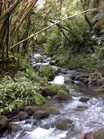 Click to enlarge stream at Akaka Falls